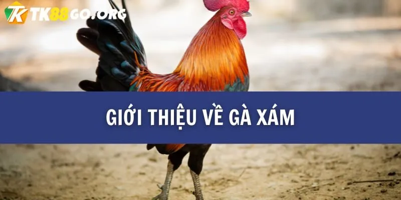 Gà Xám Là Gì? Tìm Hiểu Bí Mật Về Chiến Kê Dũng Mãnh TK88